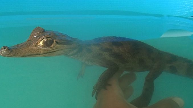 Caiman