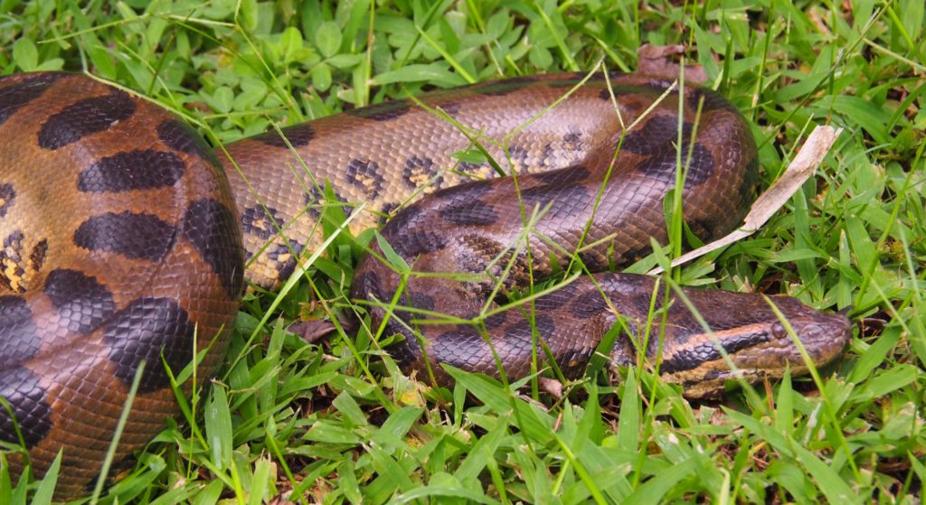 amazon anaconda