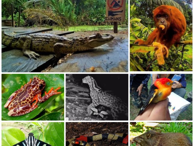Panthera Sanctuary – Amazon Reserve 
