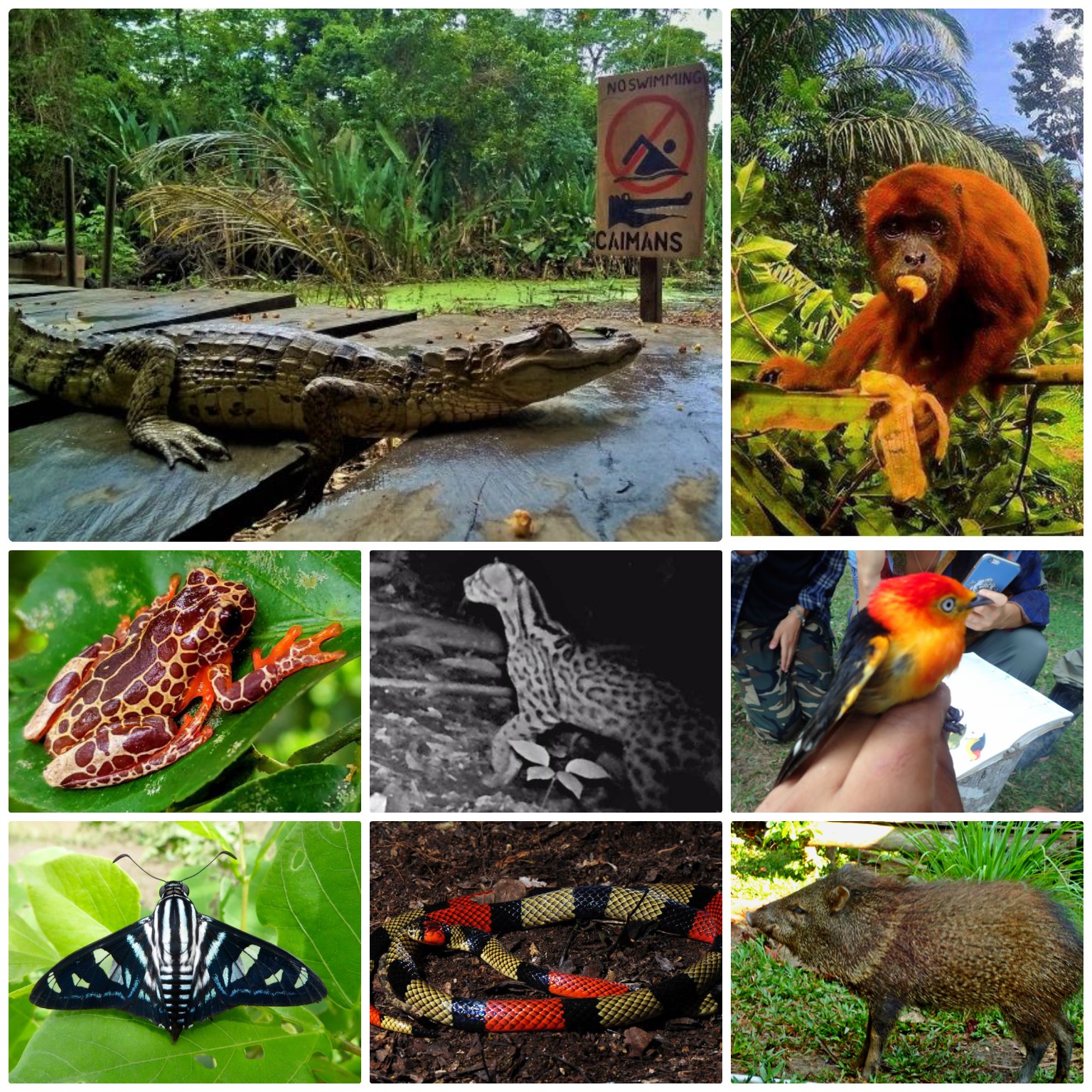 Thumbnail for the post titled: Listed Species in the Reserve