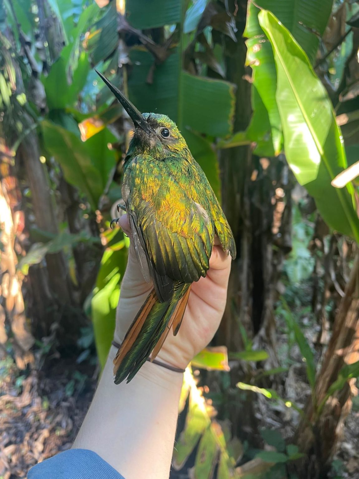 Bluish Fronted Jacamar