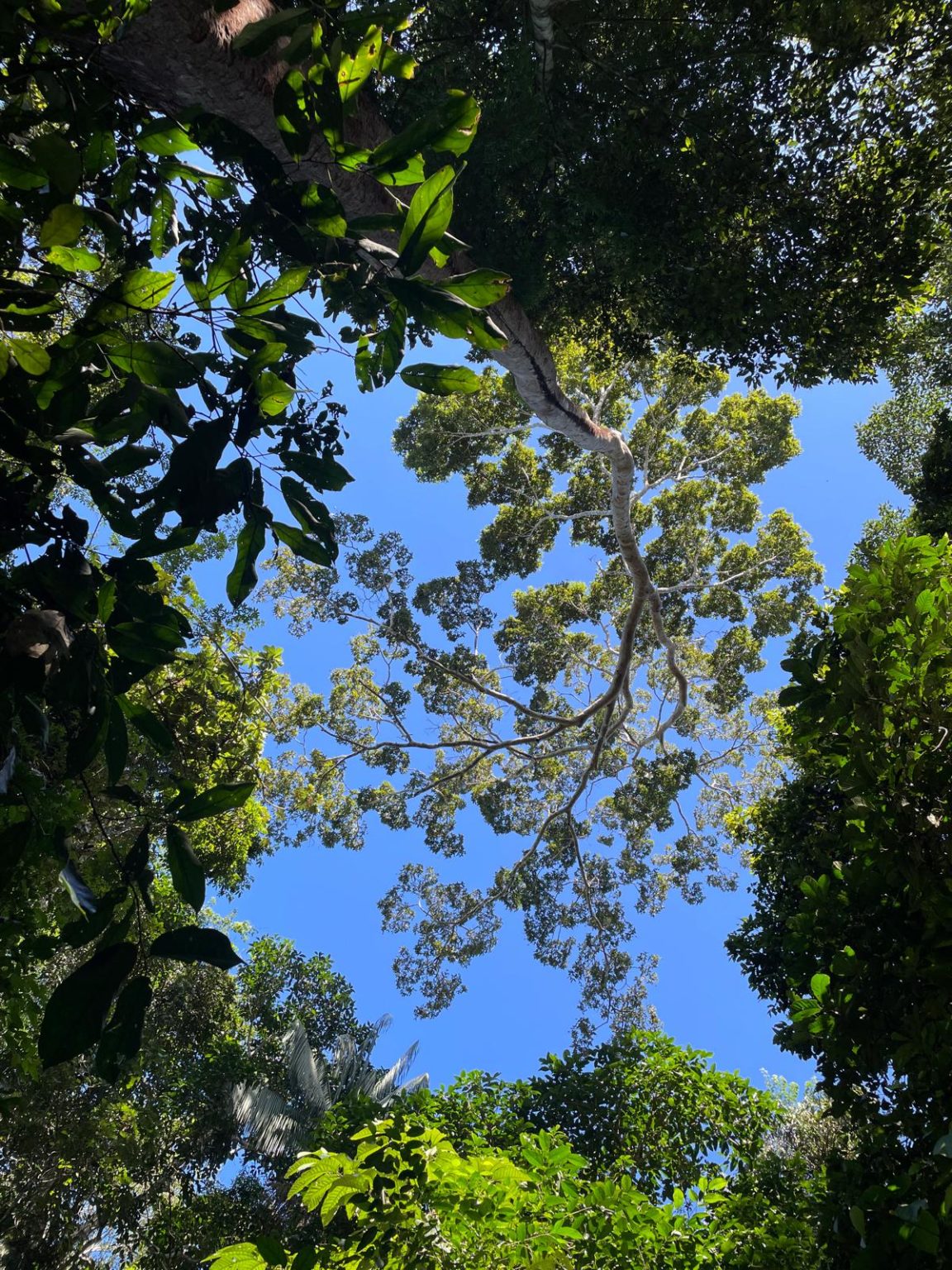 Forest Canopy